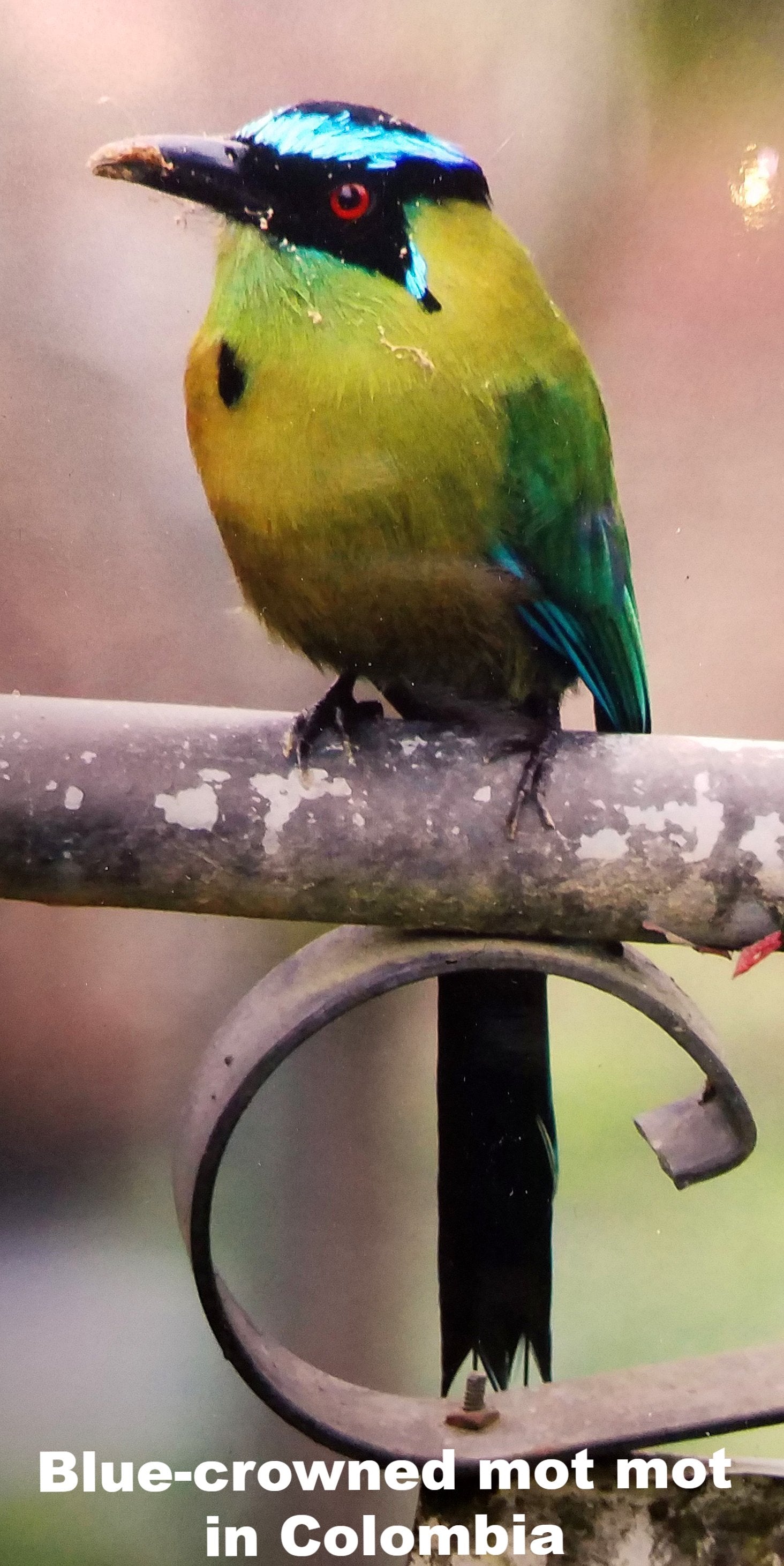 FAIR -TRADE CHRISTMAS TREE BIRD ORNAMENT - BLUE-CROWNED MOTMOT - WOVEN BY PERUVIAN AMAZON ARTISAN - Amazon Ecology