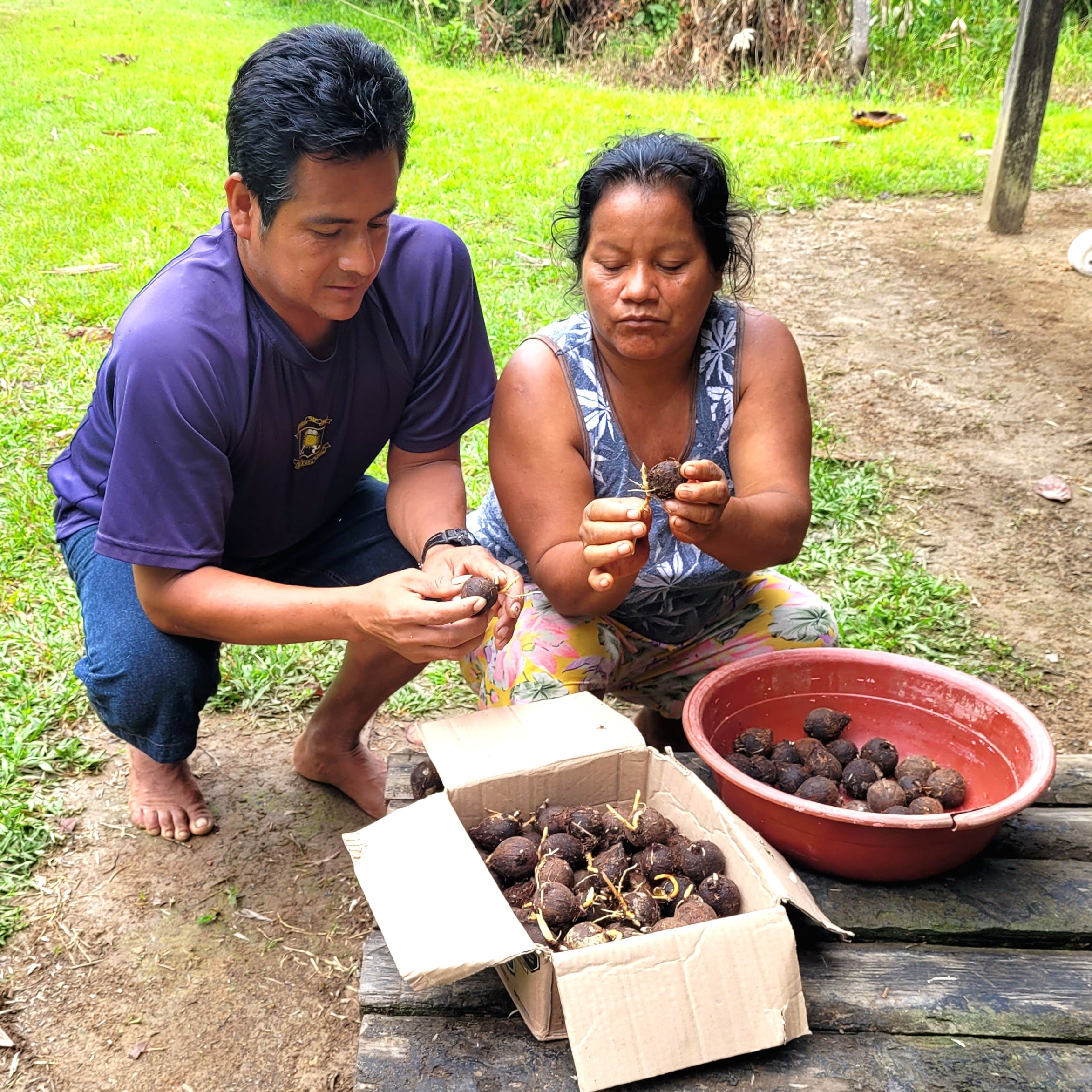 Community forestry consultant Exiles and Brillo Nuevo artisan examining chambira seeds