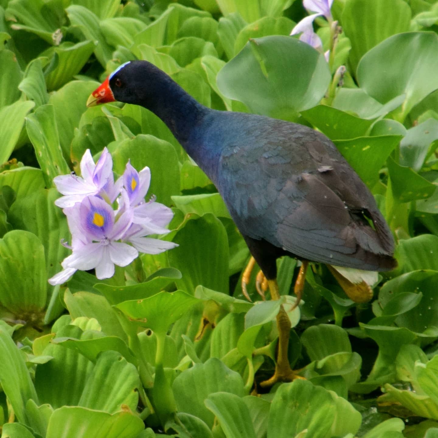 THE BIRDS ON WATER HYACINTH AT NANAY