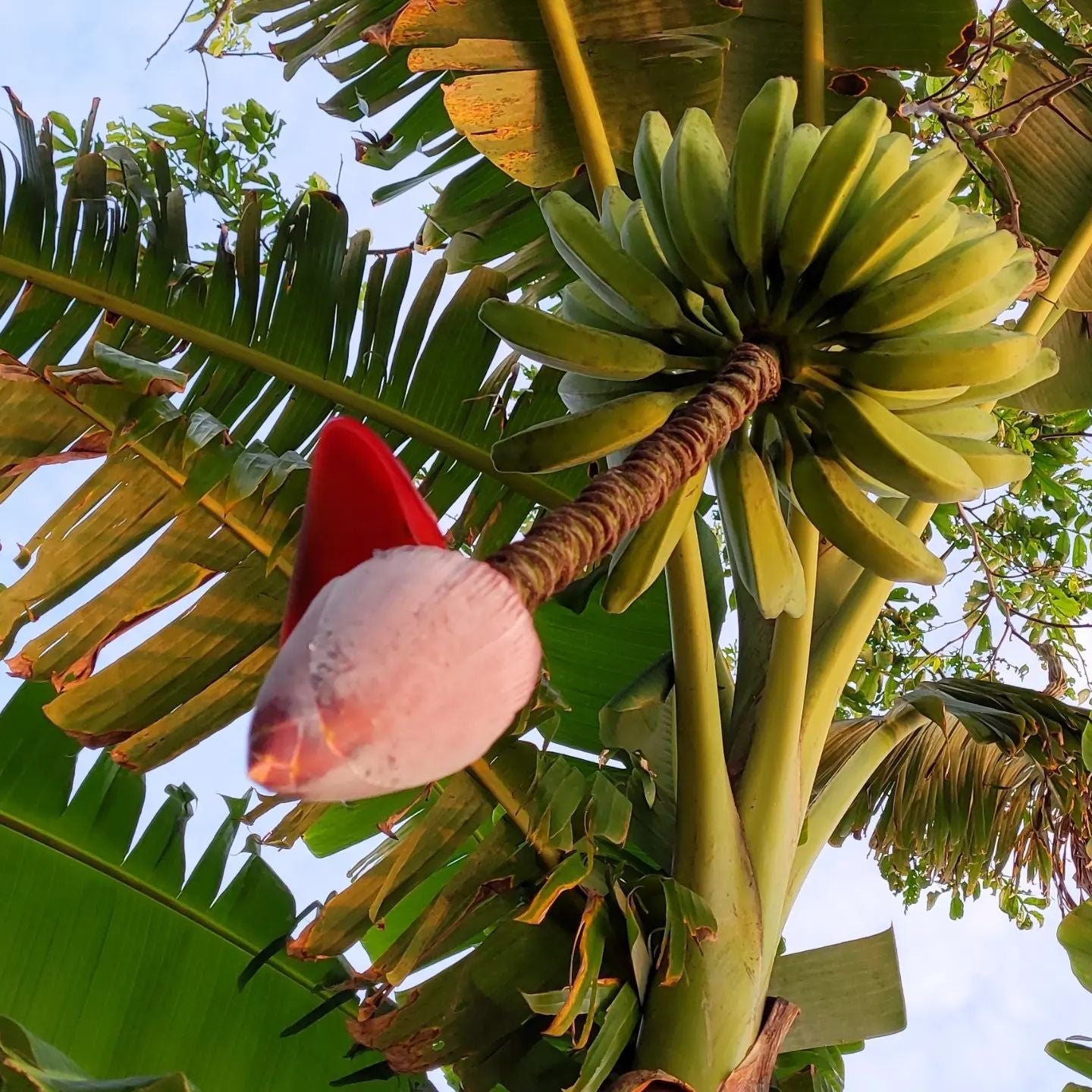 SUNRISE STROLL WITH THE BANANAS