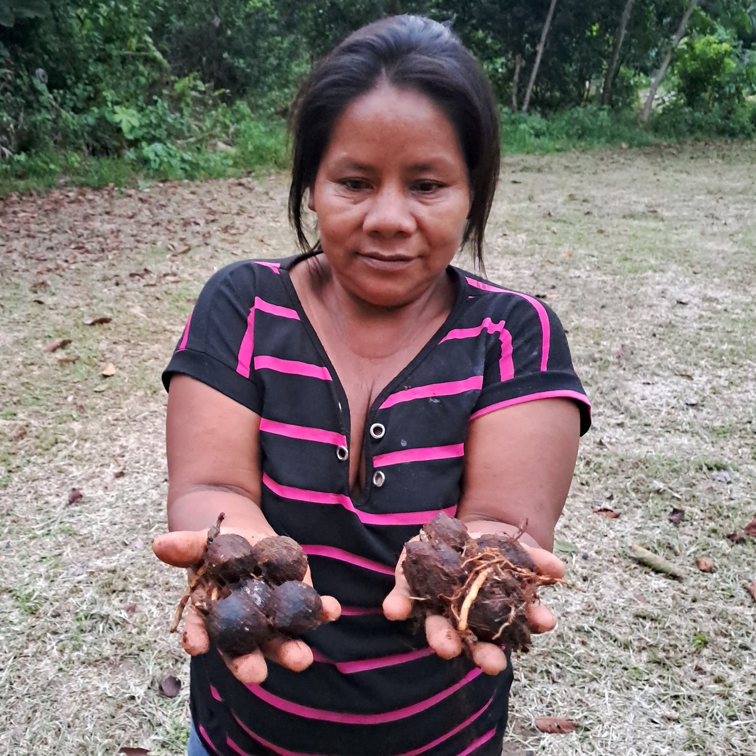 Bora artisans start a chambira palm nursery at Brillo Nuevo