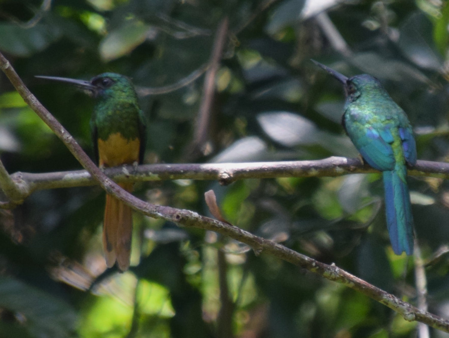 JACAMARS AND OTHER BIRDS ON THE TAHUAYO RIVER